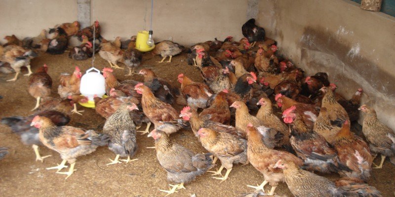 Cách nuôi gà không bị bệnh, khỏe mạnh, tránh mọi bệnh tật 6 Các mẹo dân gian để nuôi gà