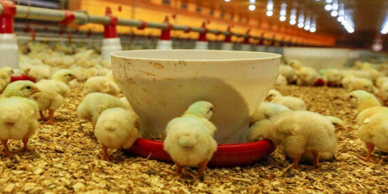 Cách nuôi gà không bị bệnh, khỏe mạnh, tránh mọi bệnh tật 1 Lợi ích kinh tế khi nuôi gà không bị bệnh