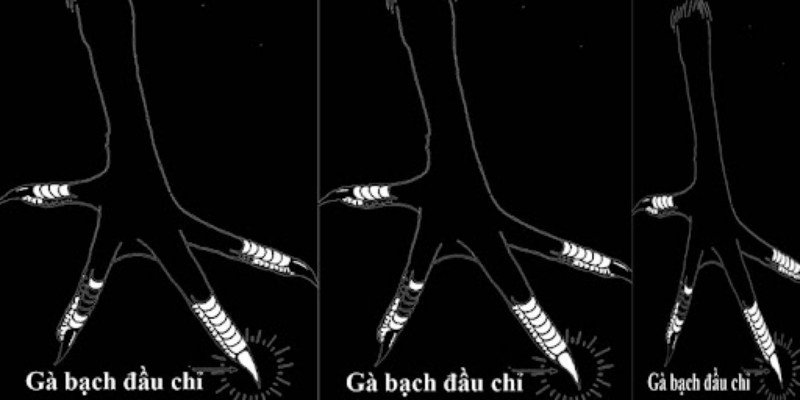 Gà bạch đầu chỉ nghĩa là gì? Cách chăm sóc hiệu quả 5 Luyện tập thể lực cho gà